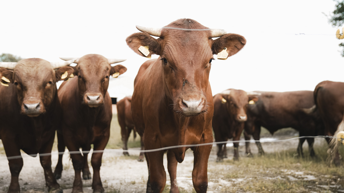 Dem Produzenten über die Schulter geschaut - Agrarunternehmen am Leinawald