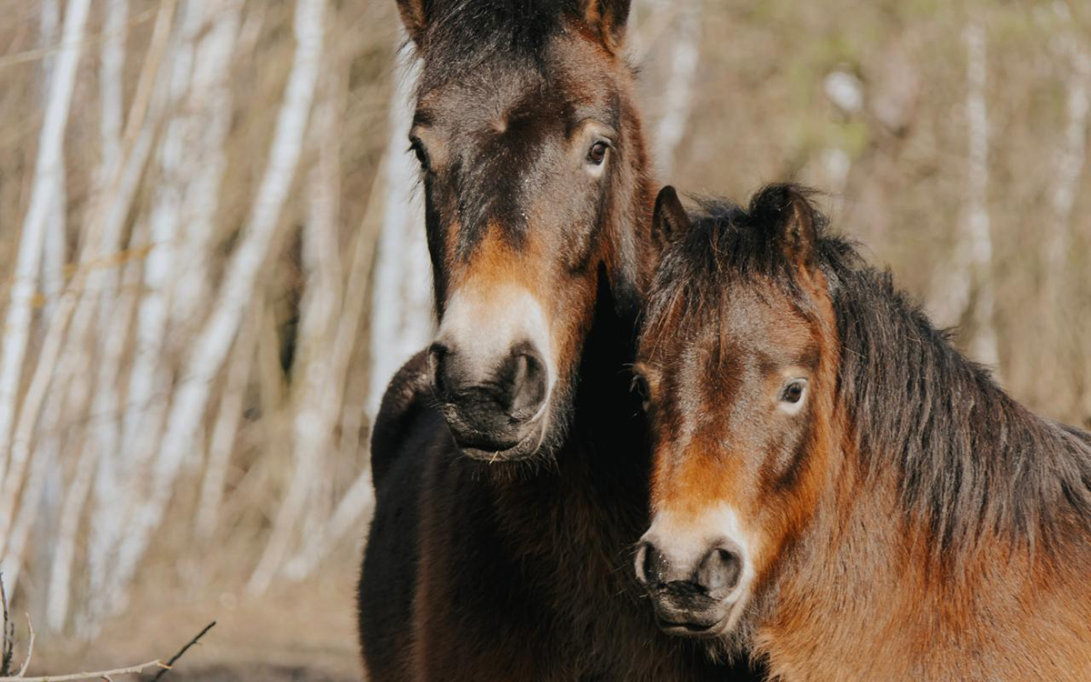 Weidelandschaft Neue Wildnis