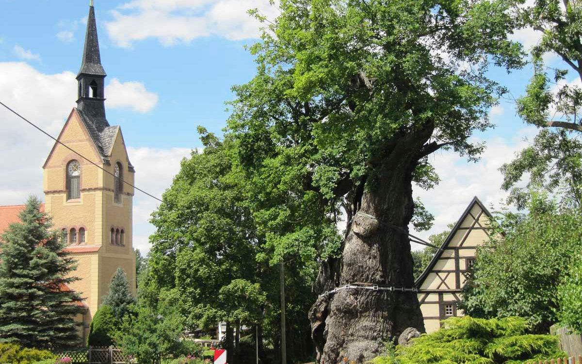 Tausendjährige Eiche in Nöbdenitz