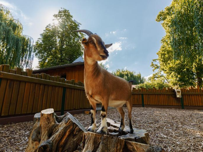 Natur erleben - Zoo & Tierpark
