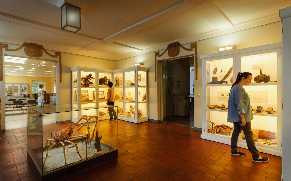 Naturkundemuseum Mauritianum