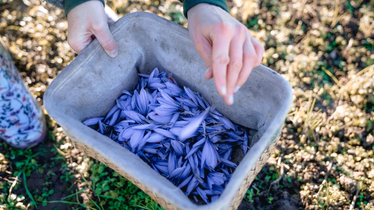 Unseren Produzenten über die Schulter geschaut - Altenburger Safran
